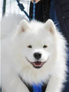 How Much Should You Budget for a White Magic Samoyed?